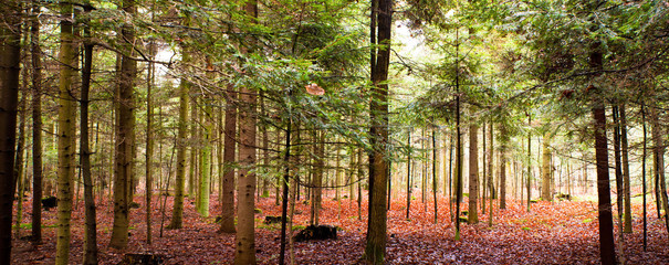 Fototapeta premium forest