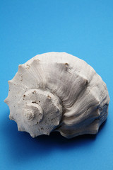 Old seashell