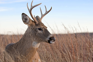 A white-tailed buck ( Odocoileus virginianus) laying in a meadow