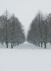 winter landscape