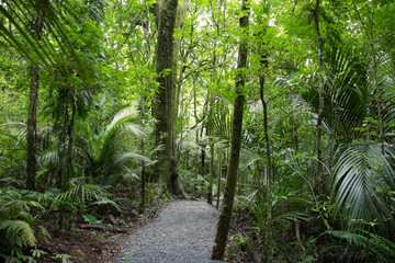 Tropical forest