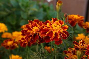 Studentenblume im letzten Semester 2