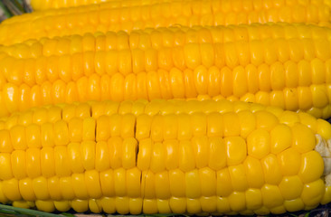 Corn ears 11