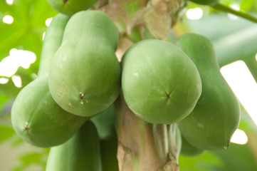 Papaya fruit in my graden.