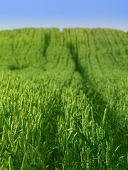 Summer Wheat Crops Field