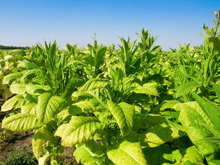 tobacco Plants