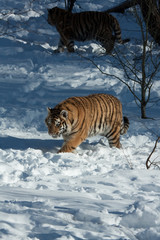 Amur Tiger