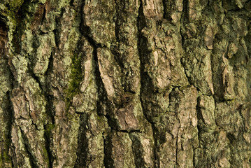 Baumrinde