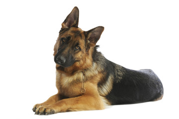 berger allemand allongé dans une posture noble