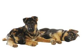 three puppies german shepherd dog sleeping