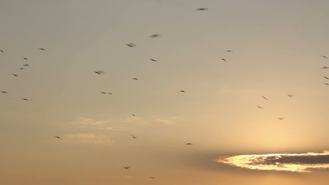 Flight birds at background sunset