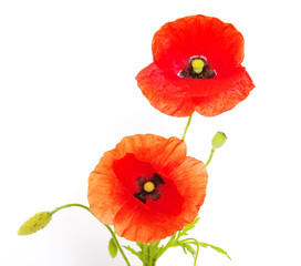 poppies isolated on white