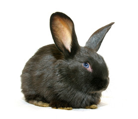 Black rabbit