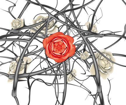 rosa rossa e spine