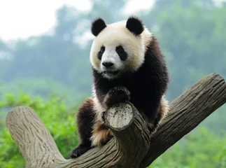 Fotobehang Panda Reuzenpandabeer in boom
