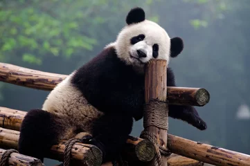 Papier Peint photo Lavable Panda Ours panda géant mignon