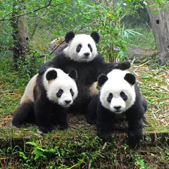 Deurstickers Panda Reuzenpandabeer poseren voor de camera