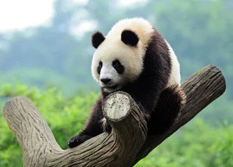 Zelfklevend Fotobehang Panda Reuzenpanda klimboom