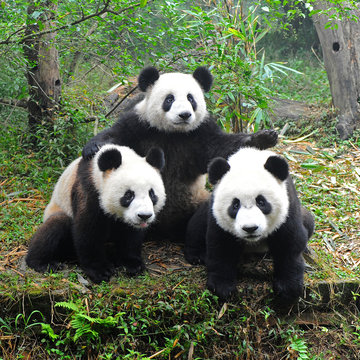 Fototapeta Giant panda bear posing for camera