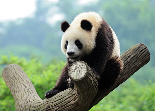 Fototapeta Giant panda climbing tree