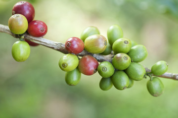 Coffee beans ripening on plant