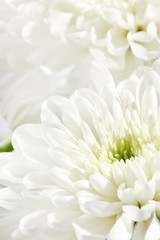 beautiful chrysanthemum
