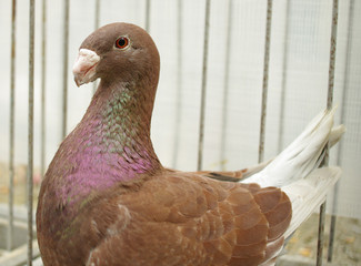 pigeon