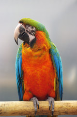macaw parrot