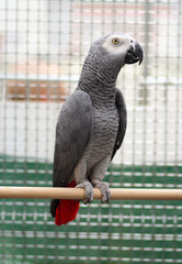 African gray parrots
