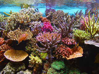 corals in the aquarium