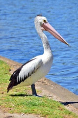 Fototapeta na wymiar Pelikan stojący nad rzeką w Adelajdzie, Australia Południowa.