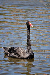 Obraz premium Australian black swan swimming in the River Torrens in Adelaide