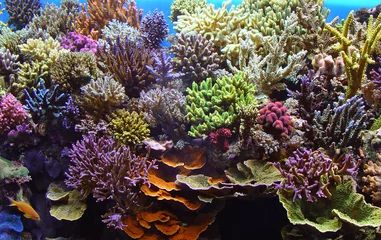 Foto auf Acrylglas Korallenriffe Korallen marine