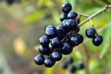 Berries