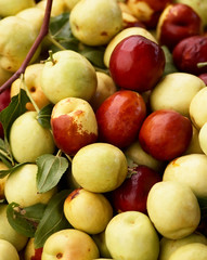 Ripe dates
