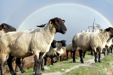 Mouton pré-salé du Mont Saint Michel