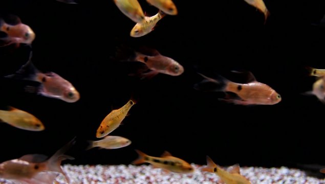 Aquariumfische