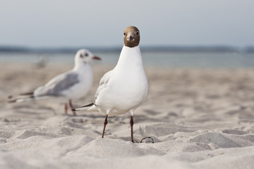 Lachmöwe am Strand