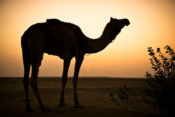 Fototapeta na wymiar Camell