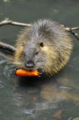 Nutria