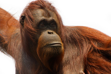 orangutan © Eric Gevaert