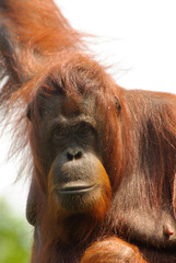 orangutan © Eric Gevaert