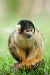 cute squirrel monkey