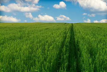 Obraz premium Summer Wheat Crops Field