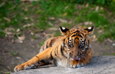 Sumatran tiger cub