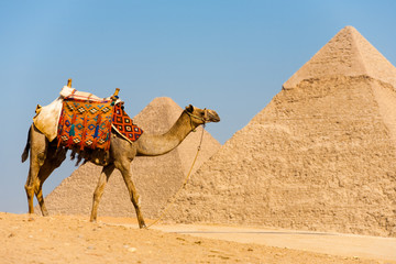 Camel Walking Pyramids