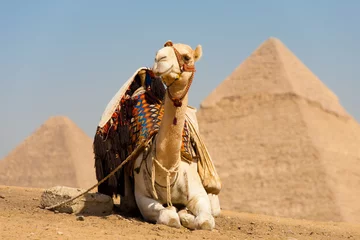 Fotobehang White Camel Resting Pyramids Cheops © Pius Lee