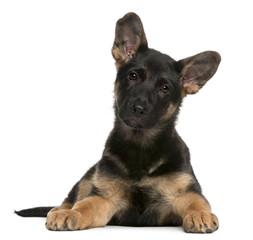 German Shepherd Dog puppy, 3 months old, lying