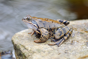 Fototapeta premium Grasfrosch