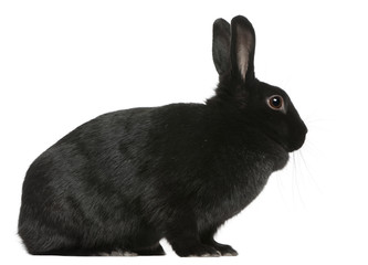 Black Rabbit, 1 year old, sitting in front of white background